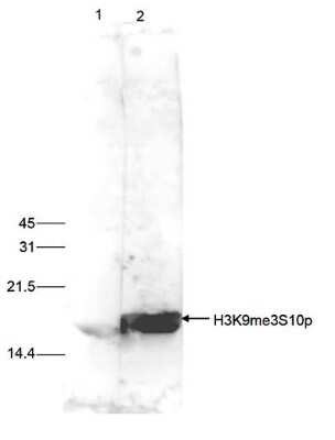 Western Blot: Histone H3 [Trimethyl Lys9, p Ser10] Antibody [NBP2-59169] - HeLa cells were treated with colcemid to block the cell cycle in metaphase and 15 ug of histone extracts of these cells were analysed by Western blot with the antibody against H3K9me3S10p diluted 1:500 in TBS-Tween containing 5% skimmed milk. The position of the protein of interest is indicated on the right; the marker (kDa) is shown on the left. The result of the Western analysis with the antibody is shown in lane 2; lane 1 shows the same analysis after incubation of the antibody with 5 nmol blocking peptide for 1 hour at room temperature.